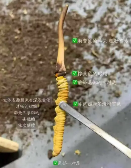 真正野生冬虫夏草有这些特征？