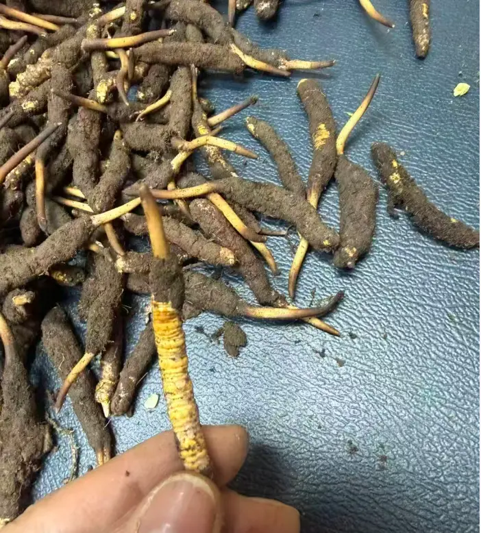 真正野生冬虫夏草有这些特征？