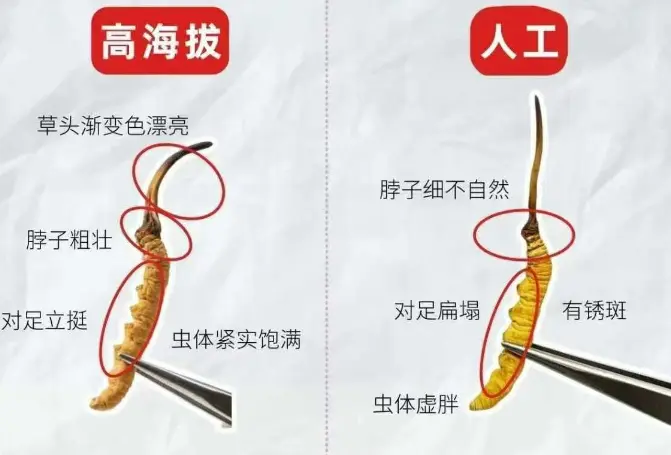 高端滋補市場為何越來越多人買冬蟲夏草？