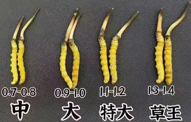 高端滋補市場為何越來越多人買冬蟲夏草？