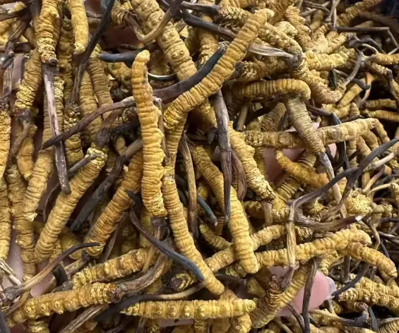 高端滋補市場為何越來越多人買冬蟲夏草？