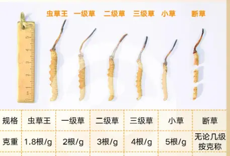 如何選擇冬蟲夏草貨源