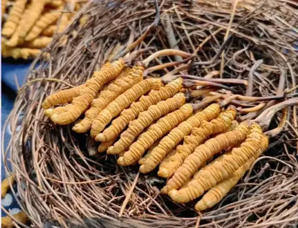 如何選擇冬蟲夏草貨源