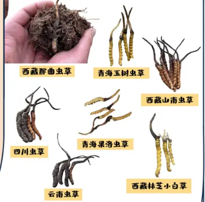 如何選擇冬蟲夏草貨源