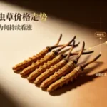 2026冬蟲夏草價格走勢：為什麼高品質蟲草越來越貴？