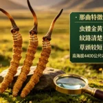 正宗那曲冬蟲夏草怎麼買？