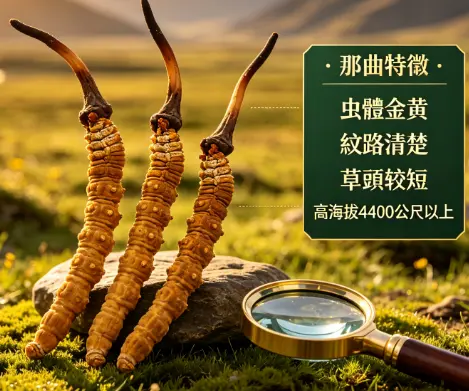 正宗那曲冬蟲夏草怎麼買？