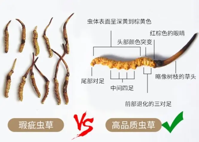 旅遊買冬蟲夏草能帶多少?